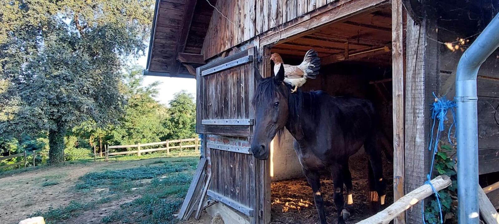 Farmica, Bed&Breakfast, Bazen Izdvojen Nekoliko Minuta Hoda Pensionat Ðurđevac Eksteriør billede